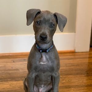 Meet your Posher, Jazmine